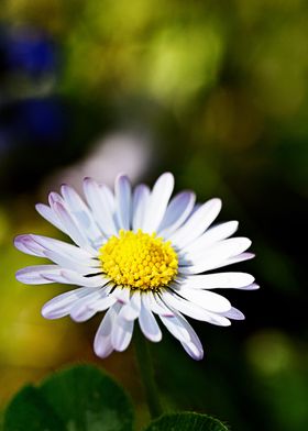 daisy in summer