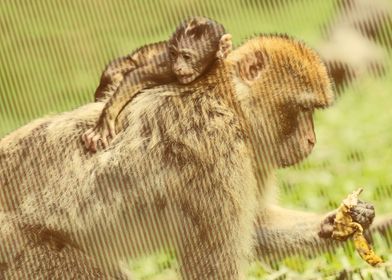 barbary macaques