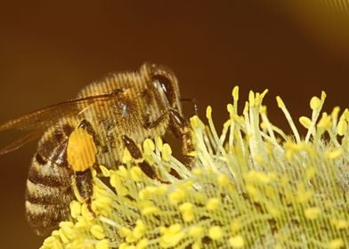 bee