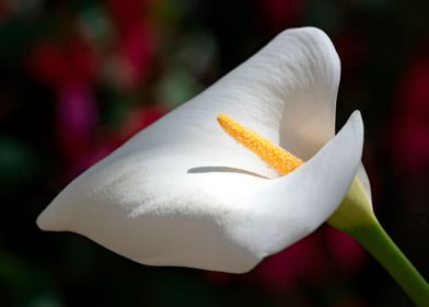 calla lily in the garden