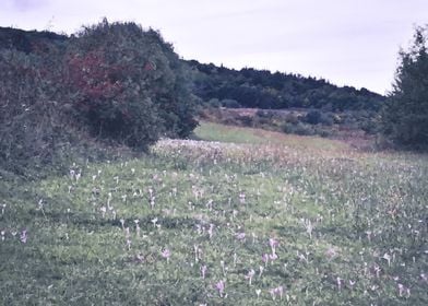 Autumn prairie in bloom