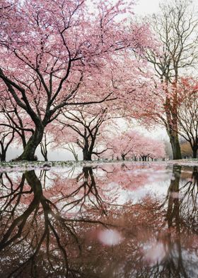 Sakura japan