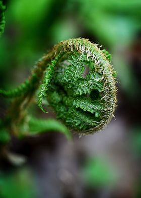 windmill made of plants