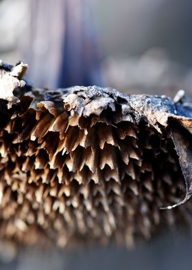 Withered sunflower closeup