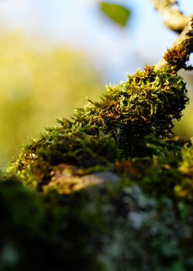 Moss Insect Springboard