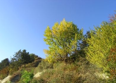 Autumn trees on lakeshore