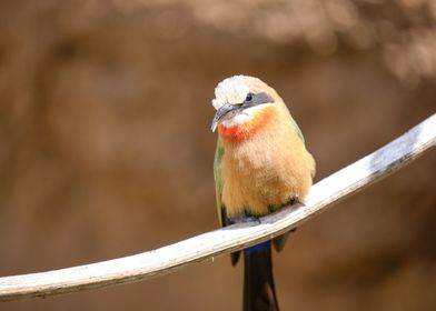 Perching  Bird