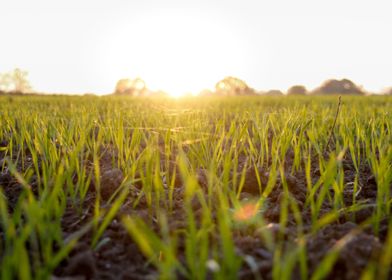 Grass field