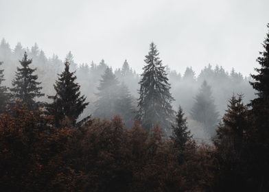 Forest covered in fog