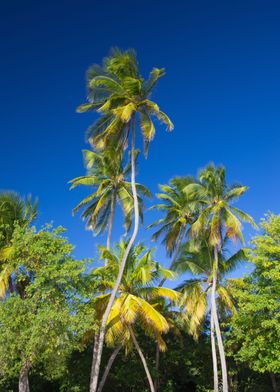 Coconut Palms on Tropical 