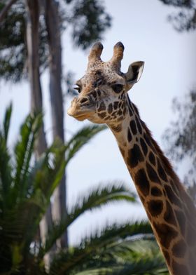 Giraffe