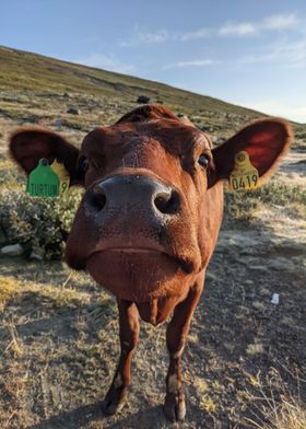 Curious Cow