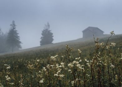 Foggy meadow