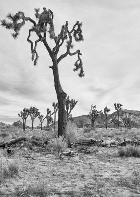 Joshua Tree Dread