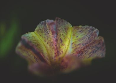 Moody flower yellow flower