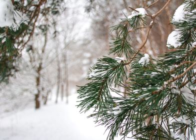 Winter in the forest