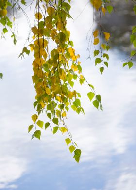 Birch In Autumn Garden