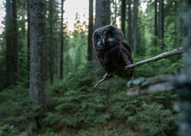 Boreal owl