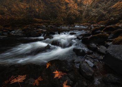 Autumn forest stream
