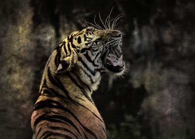 tiger