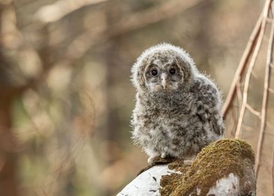 Young ural owl