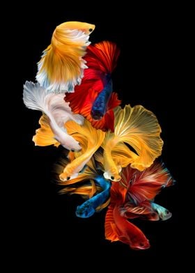 Betta fish siamese Koi IX