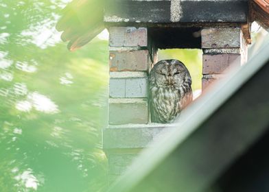 Tawny owl