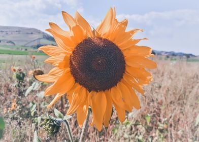 Sunflower blossom 