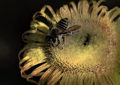 bee