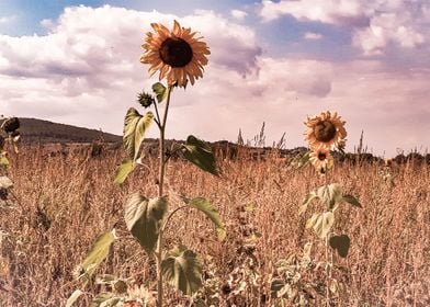 Magic sunflowers field