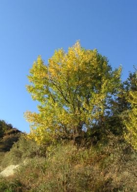 Yellow autumn tree