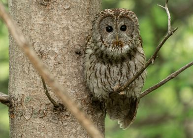 Tawny owl