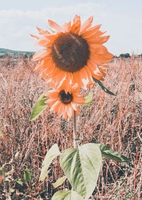 Vintage sunflower