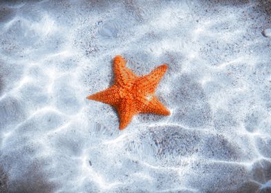 Starfish on a Sandy Beach