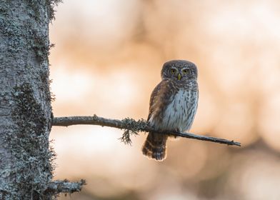 Eurasian pygmy owl