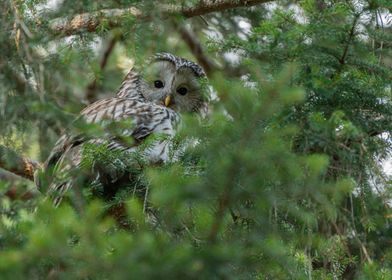 Ural owl