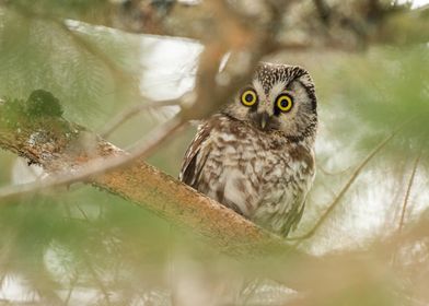 Boreal owl