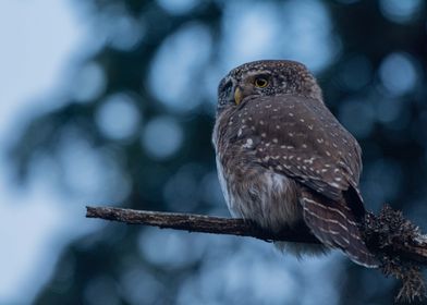 Eurasian pygmy owl