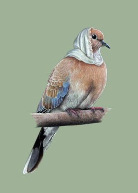 Laughing dove