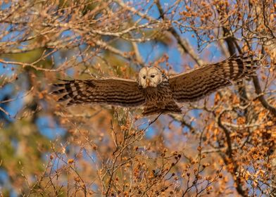 Ural owl