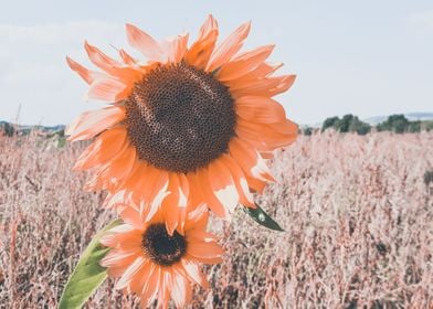 Two vintage sunflowers