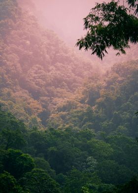 Tropical Forest