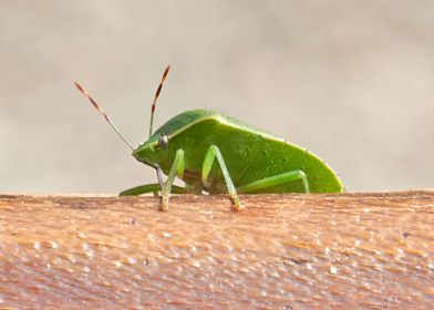 little green bug