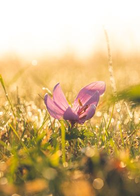 Autumn Crocus Sunrise