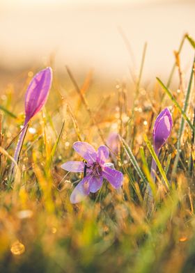 Autumn Crocus