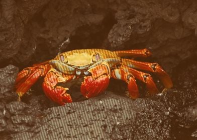 crab