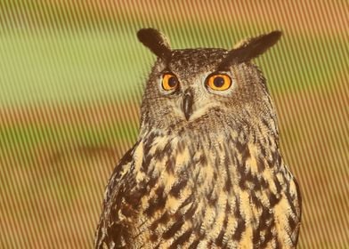 european eagle owl