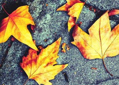 Yellow fallen fall leaves