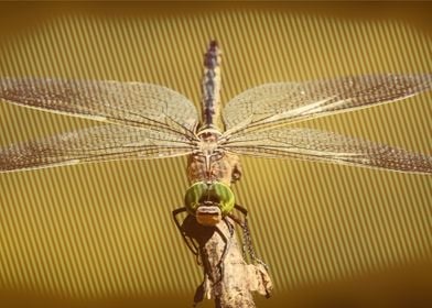 dragonfly