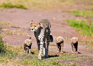 Cheetah Mom